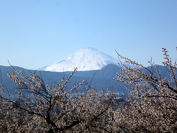  やまゆりラインから梅林と富士山を望む