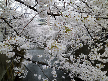板橋から石神井川の桜を望む