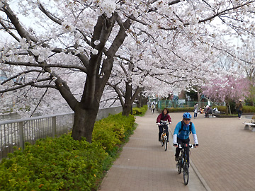 富士見台四丁目の桜の下を行く