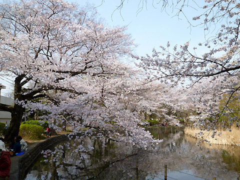 善福寺池の畔の桜