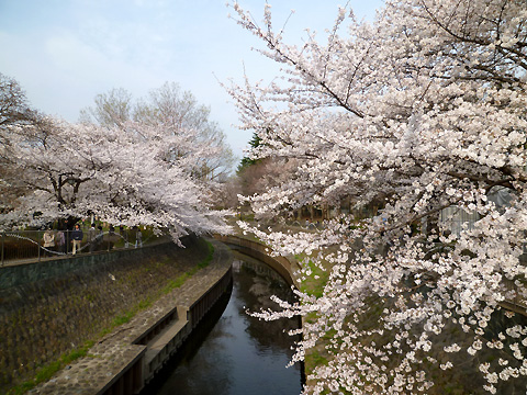 善福寺川緑地の桜