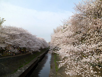 善福寺川緑地から和田堀公園にかけての桜