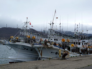 小泊港の漁船