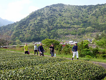 茶畑の横を散歩