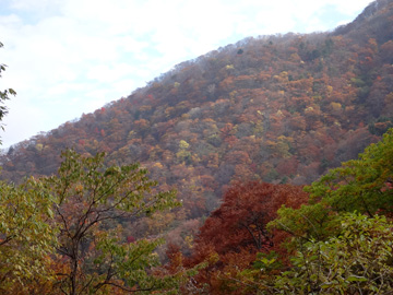 薬師岳北斜面の紅葉