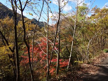武蔵野水道・時坂の森の標識付近の紅葉