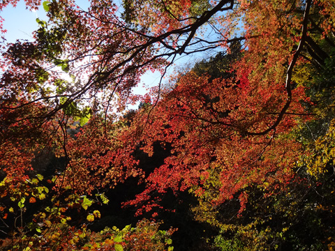 神戸岩近くの紅葉