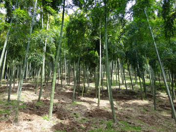 市原タケノコ園の竹林