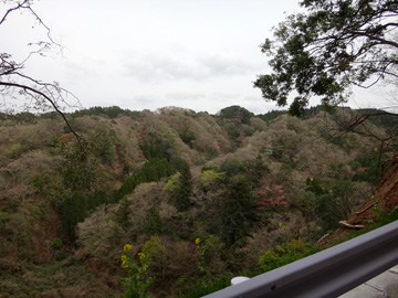 林道女ヶ倉線から見る新緑の山