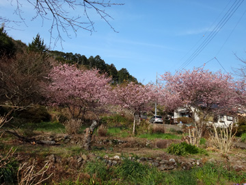 蛇石の河津桜