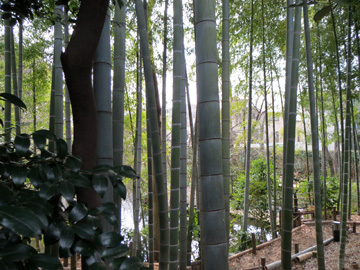 実篤公園の竹林と池