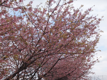 新芝川沿いの早咲き桜