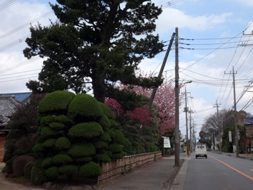 通りの桜