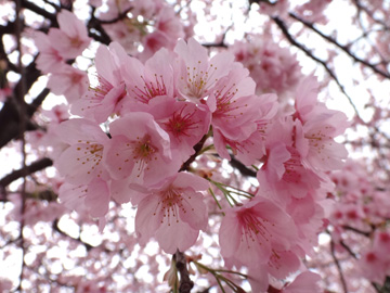 安行桜の花
