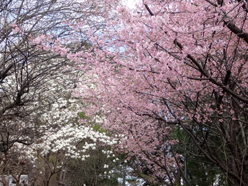 安行桜とハクモクレン