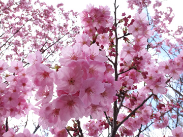 興禅院の安行桜