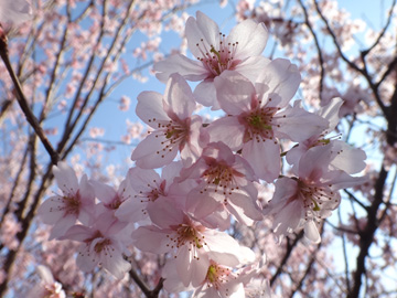 植木畑の桜