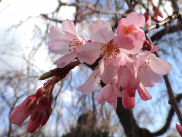 開きかけの枝垂れ桜