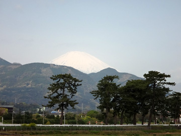 松並木と富士山