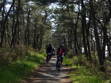 松林の中の自転車道