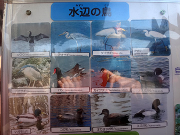 東京湾野鳥公園の鳥たち