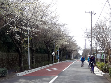 大島一周道路の桜