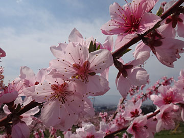 濃い目のピンクの桃の花