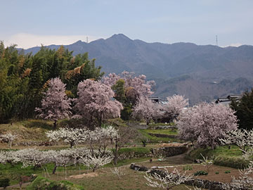 ピンクと白の花咲く丘