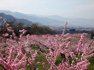 山並みと桃の花