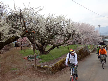 桃や桜の道を行く