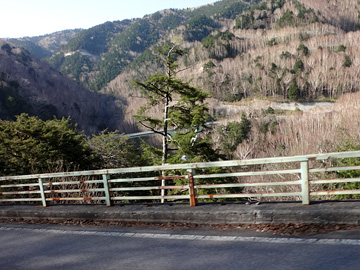 松の木の向こうに落合大橋