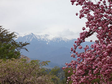 八重桜と中央アルプス
