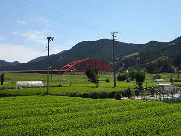 茶畑と雲名橋