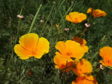 カリフォルニアポピーの花