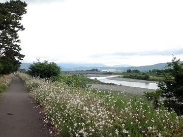 酒匂川と自転車道