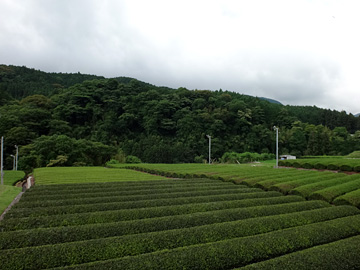 矢倉沢の茶畑
