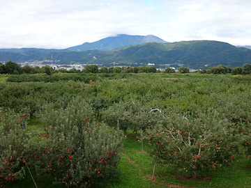 りんご畑と飯縄山