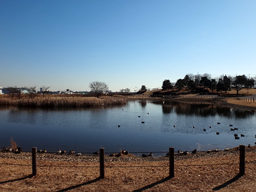 武蔵野の森公園の池