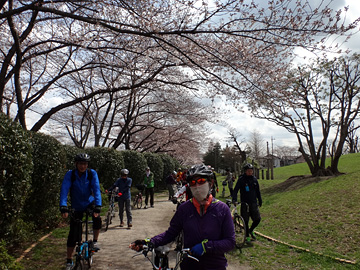 関公園の桜