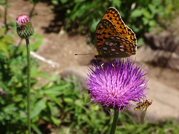 ノハラアザミに止まる蝶と蜂