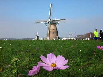 コスモスとオランダ風車