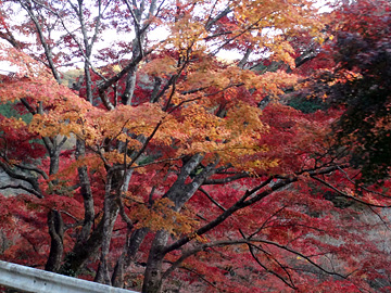 鶴川沿いの紅葉