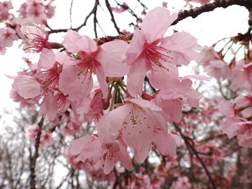 菅谷館跡の桜