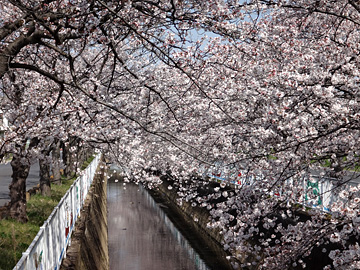 広島落と桜