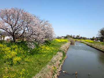 中川縁の桜