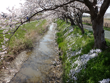 中庄内排水路の桜の木の足下