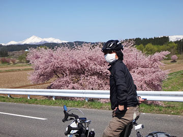 桜とサイダーと八甲田山