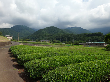 三廻部の茶畑と丹沢山系の山々