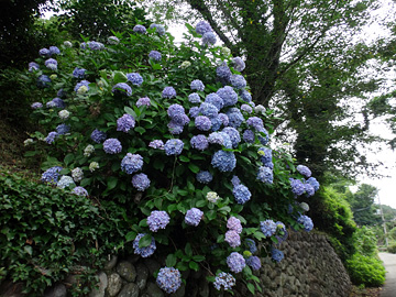 三井寺の青い紫陽花