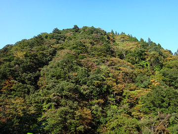 入間白岩林道が通る山の紅葉